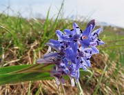 14 Scilla bifolia (Scilla silvestre) 